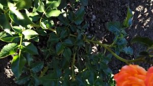 Спрей роза Мандарин (Mandarin) rozapochtoi.ru