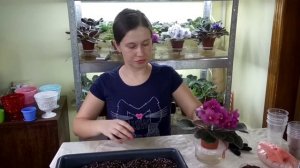 Самый лучший грунт для фиалок. Что не стоит добавлять в состав грунта?