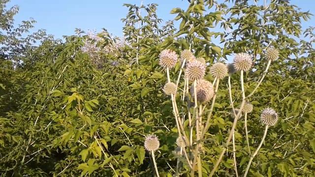 Мордовник шароголовый смотреть онлайн