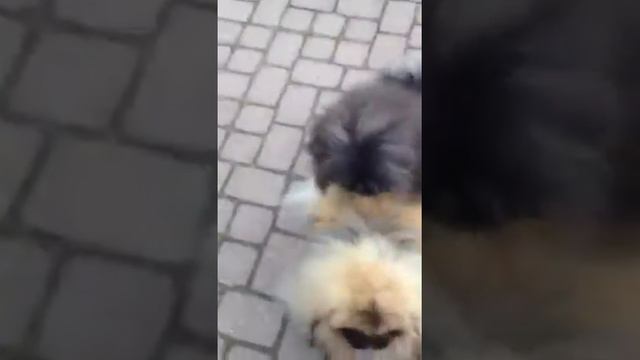 Pekingese boys playing смотреть онлайн