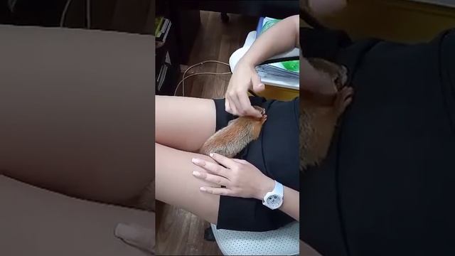 Бельчонок Ден?работа работай, а сон по расписанию смотреть онлайн