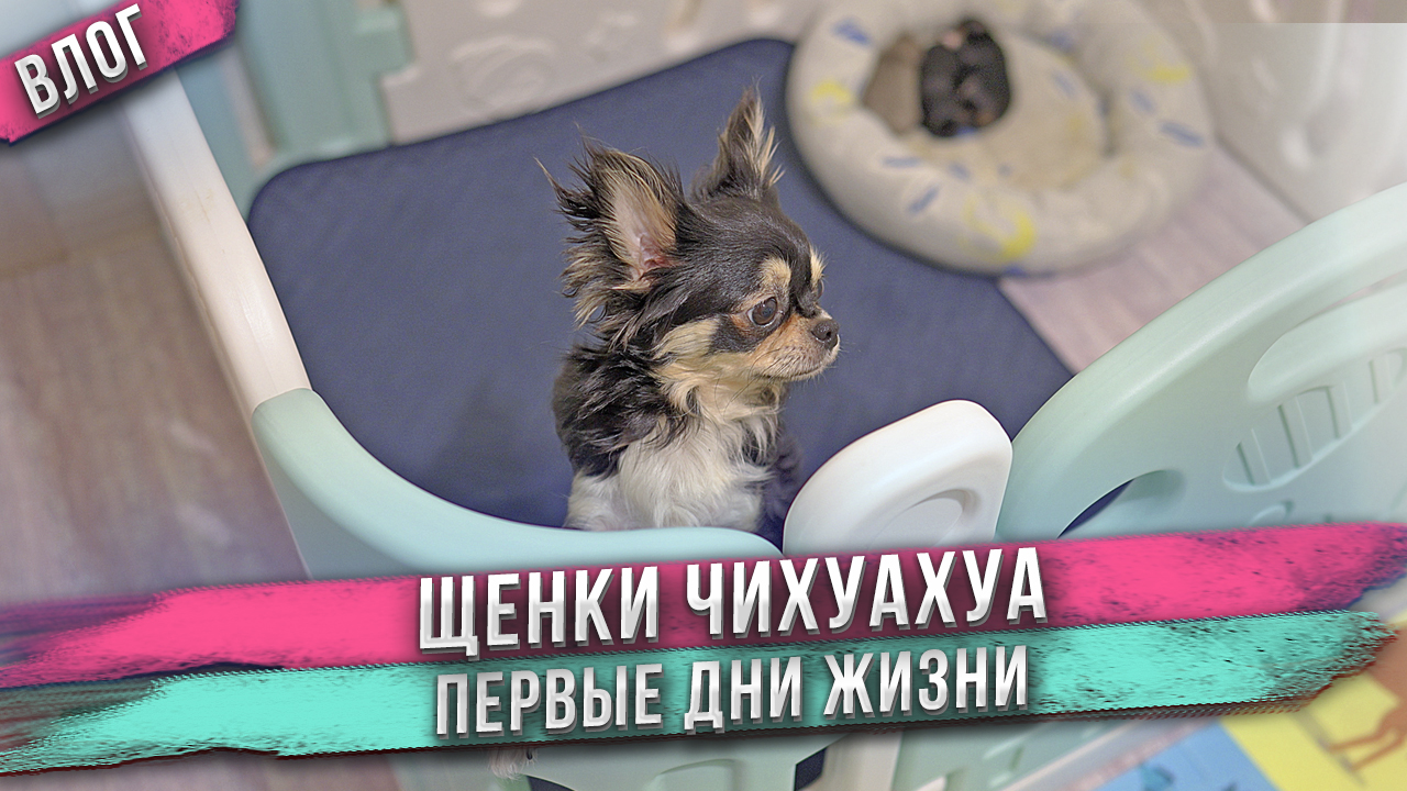 Щенкам чихуахуа пара дней! Какая зима в Анапе? Уезжаю в Крым. смотреть онлайн