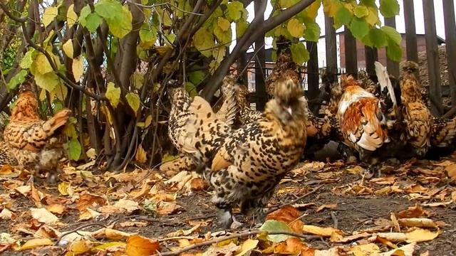 The Golden Cock Золотой Петушок 4.10.2012 "Птичий двор" смотреть онлайн