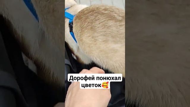 Дорофей понюхал цветок ? #блогер #путешествие #животные #кот #юмор смотреть онлайн