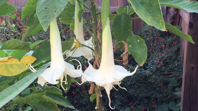 Angel's trumpets ( Brugmansia sp.) смотреть онлайн