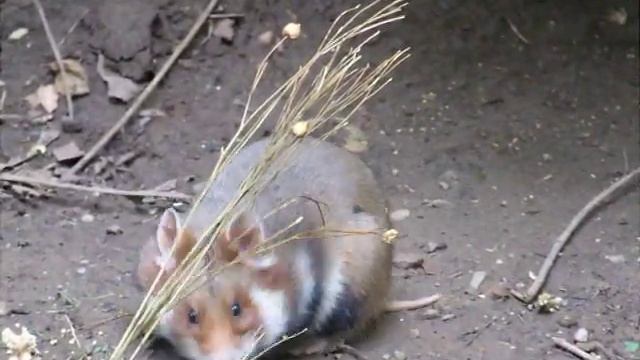 Feldhamster frißt Flachs / European hamster feeding on flax смотреть онлайн