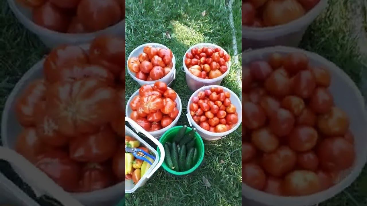 ТОМАТЫ безрассадные ОТКРЫТОГО ГРУНТА, ПЕРЕЦ БОЛГАРСКИЙ и ОГУРЦЫ букетным способом. УРОЖАЙ 25 августа смотреть онлайн