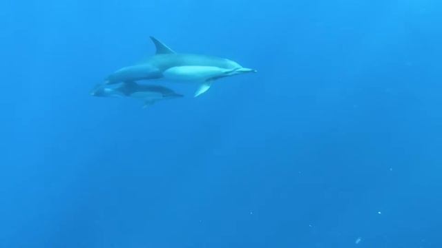 дельфины в море красивое видео смотреть онлайн