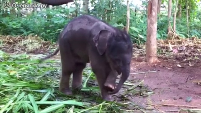 Слонёнок пытается почесать хобот смотреть онлайн