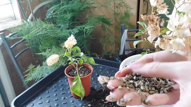 Пересадка бугенвиллий в большой горшок с секретом ????! смотреть онлайн