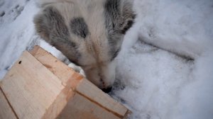 ИГРУШКА ГОЛОВОЛОМКА ДЛЯ СОБАКИ СВОИМИ РУКАМИ