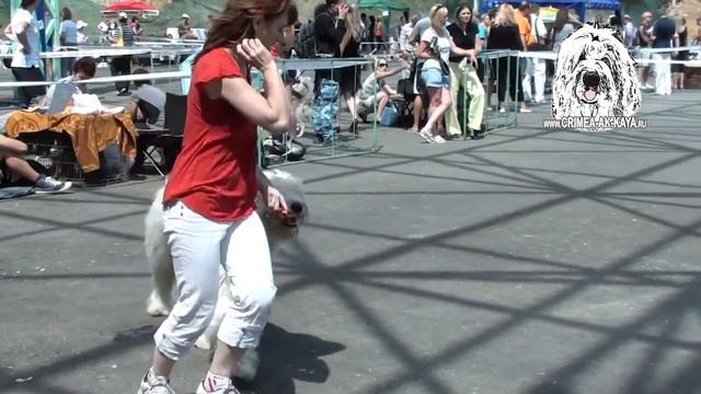 Южнорусская овчарка BOGEMIYA CRIMEA AK-KAYA, породные движения смотреть онлайн