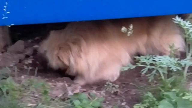 Джуля копает яму смотреть онлайн