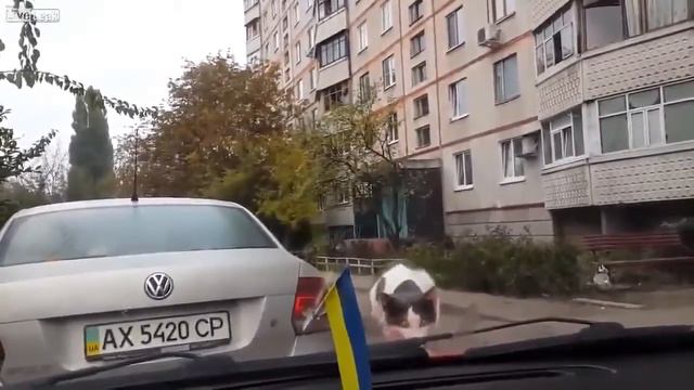 Joke with a cat / Прикол с котом. ржака :DD смотреть онлайн