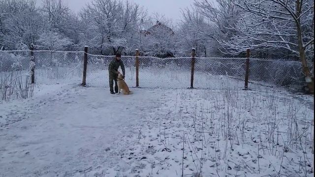 Акита Ину Эрика 12мес команда ко мне! смотреть онлайн