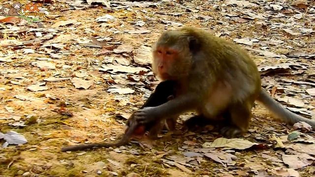 TOP CRY Seizure !! Baby Duke broke body to ground Cry loudly cos Angry mom Left him. смотреть онлайн