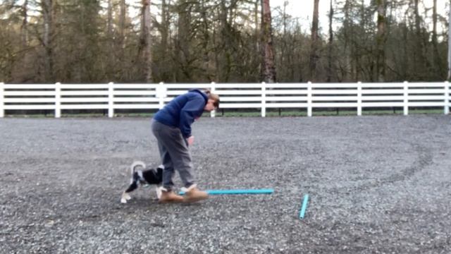 Blind Cross Agility Foundation Exercises - Handler Help смотреть онлайн