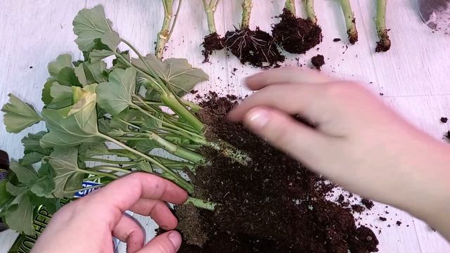 Корневин и фитоклон, какой укоренитель лучше и эффективнее для черенков ГЕРАНИ, результаты за 9 дне смотреть онлайн