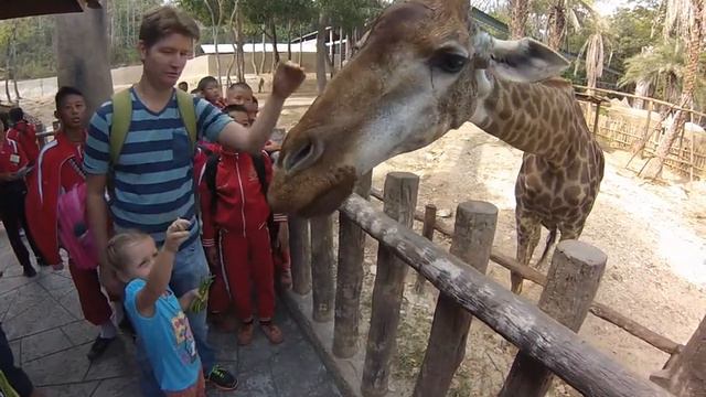 Кормежка жирафов в зоопарке Чиангмая смотреть онлайн