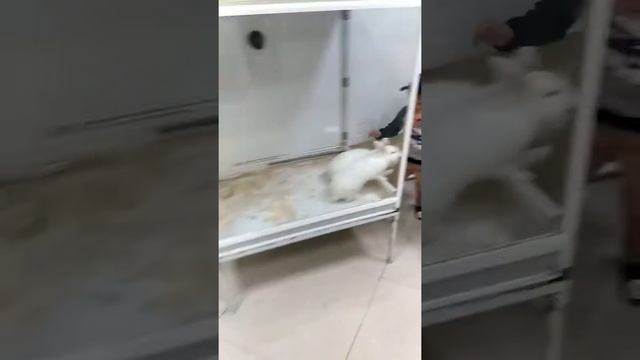 МИР ОБЕЗЬЯН И ПУШИСТИКОВ | ВЫСТАВКА ЖИВОТНЫХ смотреть онлайн