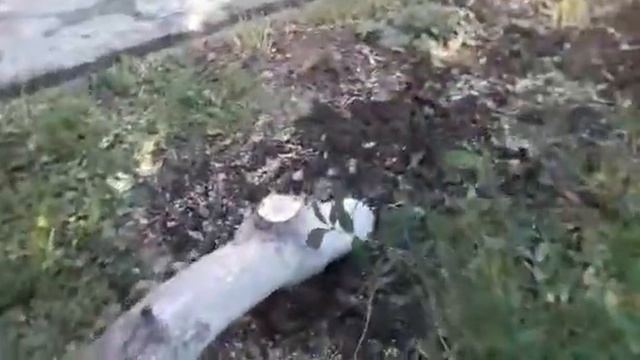 Как быстро удалить дерево или выкорчёвка пней газелью) смотреть онлайн