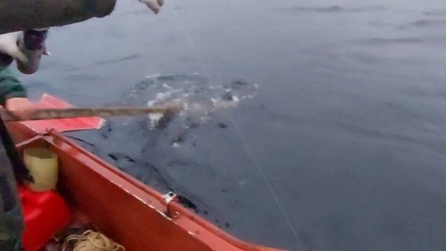 Банки ловят лучше любой рыболовной снасти! смотреть онлайн