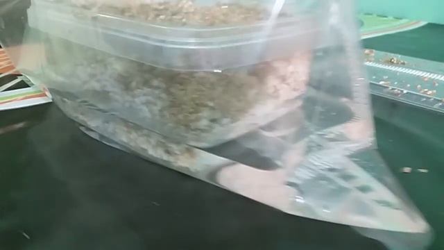 Preparando el pan de setas смотреть онлайн