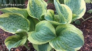 Хоста «Wide Brim» (Вайд Брим) окрас весной