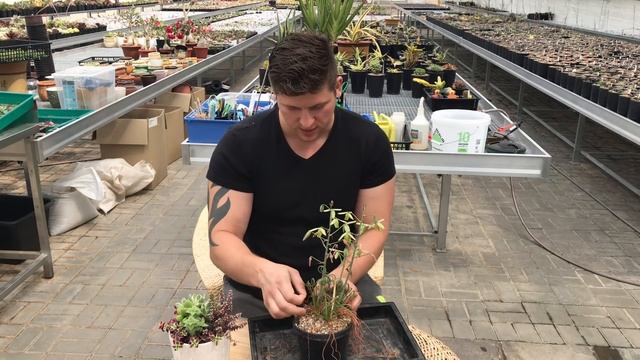 Альбука (Albuca Spiralis) - интересное луковичное растение