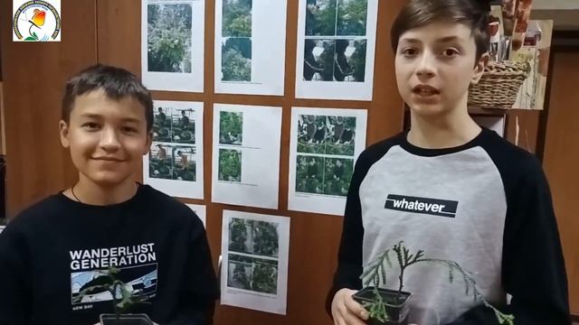 Туєвик долотовидний смотреть онлайн