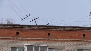 Тест зума Panasonic HC-V230. Тестирование видеокамеры