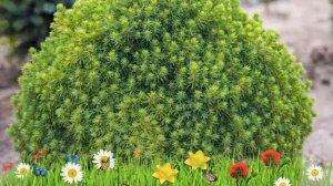 Ель канадская Альберта Глоба ? Обзор: посадка и уход. саженцы ели: описание и особенности