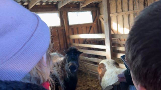 Ферма Зоопарк в Латвии смотреть онлайн