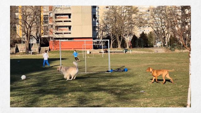 Samsung Galaxy S24 - впечатления после недели!