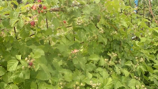 Ежевика в Сибири сорт Агавам. (Выращивание и уход) 1 часть смотреть онлайн