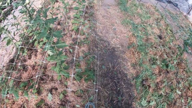 СКОЛЬКО ХРИЗАНТЕМЫ МОЖНО ПРОДАТЬ НА 1 СЕНТЯБРЯ?