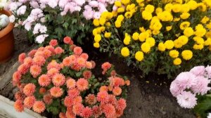 Хризантема корейская ,пополнение в семействе.