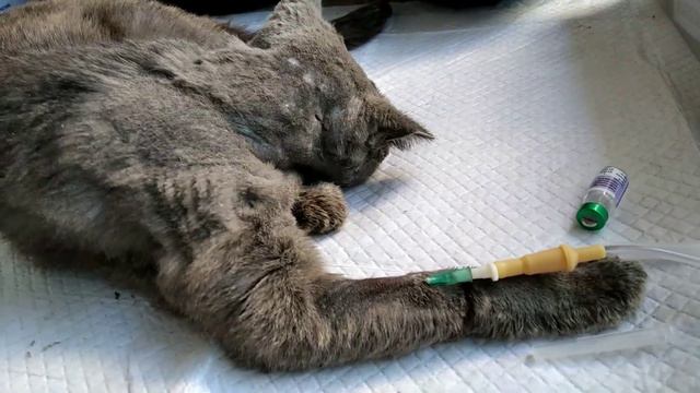 Ставим вторую капельницу Лютику смотреть онлайн