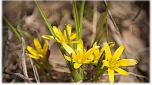 Сохраним первоцветы на Земле