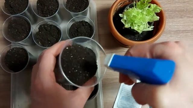 Редис Дома. Выращивание редиса на подоконнике #РедисДома #РедисНаПодоконнике смотреть онлайн