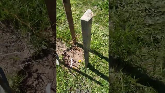 Зизифус смотреть онлайн