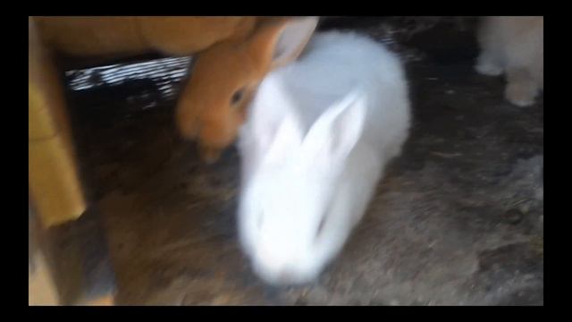 Результат инбридинга (близкородственные связи) порода кроликов Бургундия! The result of inbreeding! смотреть онлайн