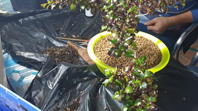 Coprosma BONSAI 🌳🧡 смотреть онлайн