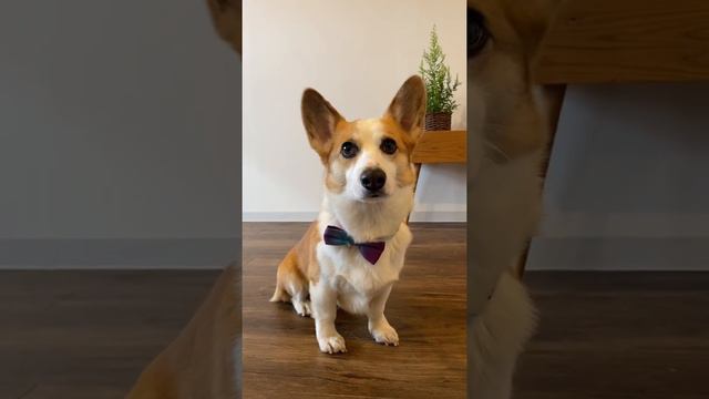 Welcome 🤗 Max the corgi from JAPAN #corgi #corgisoftiktok #shortvideo смотреть онлайн