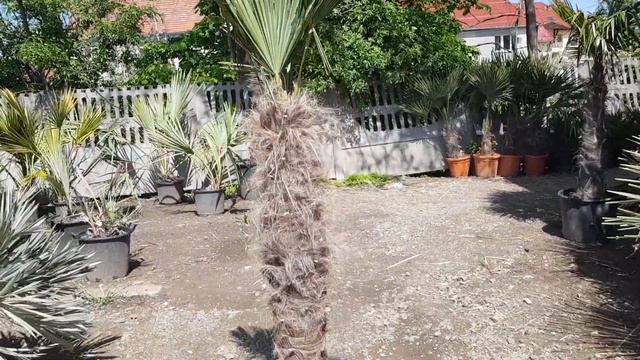 BestpalmTV. Trachycarpus wagnerianus pień 110. Super okazja 👌 смотреть онлайн