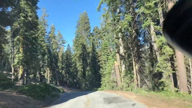 В НАЦИОНАЛЬНОМ ПАРКЕ КАЛИФОРНИИ . Секвойя - самое древнее дерево на планете Земля смотреть онлайн