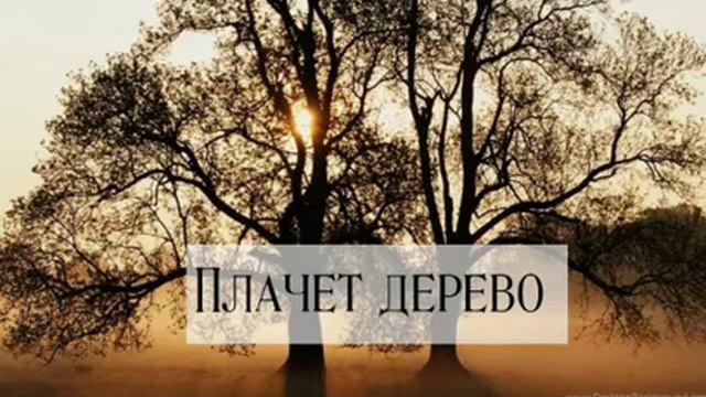 Радость - плачет дерево смотреть онлайн