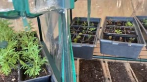 Можно ли вырастить туи из семян? | Результат размножения туи