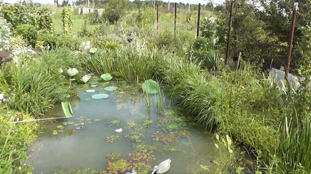 Fishing in a small pond. (Рыбалка в маленьком пруду.) смотреть онлайн