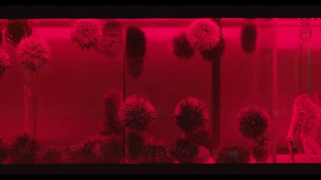 Концепция ресторана Red Point, Москва. Премия Пальмовая ветвь ресторанного бизнеса 2021 смотреть онлайн